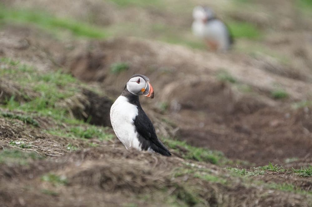 puffins