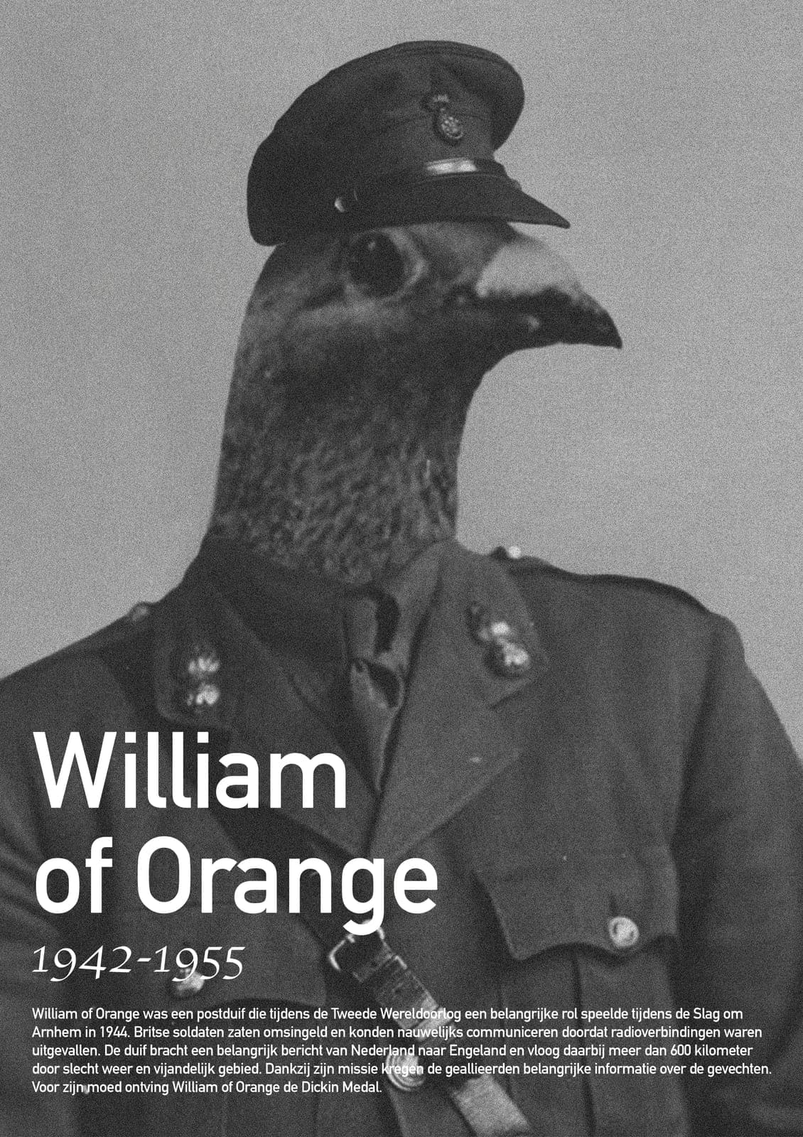 William of Orange messenger pigeon poster